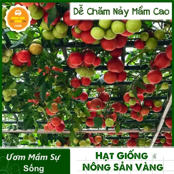 Bookstore 184 Hạt giống Cà Chua Leo Giàn, Năng Suất Cao( Gói 20 Hạt ) – Nông Sản Vàng