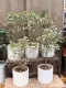 chậu Cây bàng cẩm thạch lá tim, đa tam phúc - cây cảnh bonsai để bàn. 