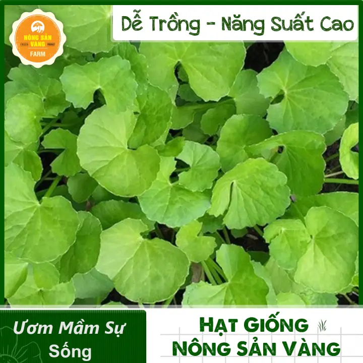 Hạt Giống Rau Má Lá Nhỏ Dễ trồng, Sức Sống Mãnh Liệt, Ít Sâu Bệnh ( Gói 1Gram) – Nông Sản Vàng