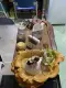 DỤNG CỤ ĐỐT TRẦM HƯƠNG BẰNG ĐỒNG TƯỢNG ĐẠT MA SƯ TỔ (DÙNG CHO TRẦM NỤ/ TRẦM KHÔNG TĂM). 