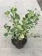 chậu Cây bàng cẩm thạch lá tim, đa tam phúc - cây cảnh bonsai để bàn. 