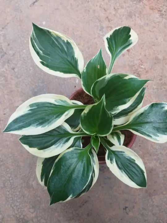 Farm Zone 300 Cây thiên niên kiện đột biến/Hosta , lá đep, chậu to nhiều thân, lá sum xuê, rễ khoẻ