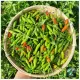 Cây giống ớt thóc (ớt xiêm rừng). 