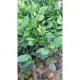 Combo 2 Cây Giống Trà Xanh - Chè Xanh - Sản phẩm uy tín chất lượng - mua ngay. 