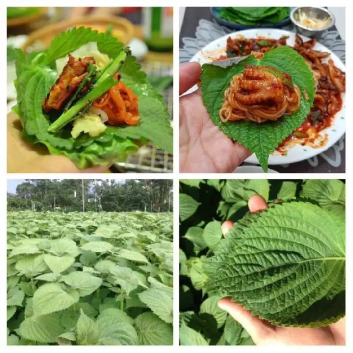Cây lá mè hàn quốc