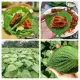 Cây lá mè hàn quốc. 