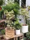 chậu Cây bàng cẩm thạch lá tim, đa tam phúc - cây cảnh bonsai để bàn. 