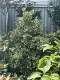 chậu Cây bàng cẩm thạch lá tim, đa tam phúc - cây cảnh bonsai để bàn. 