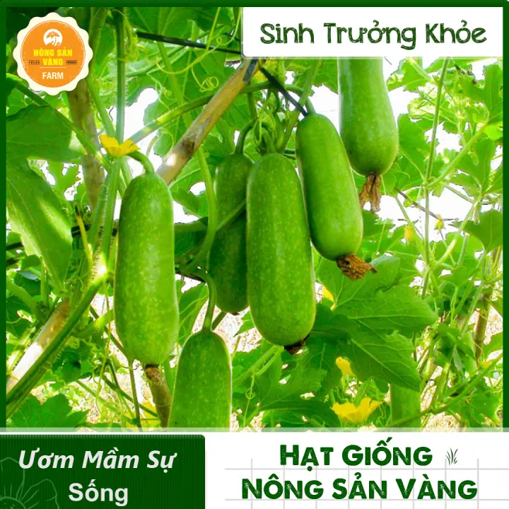 Hạt giống Bí Đao Chanh Dùng Để Nấu Sâm Bí Đao, Nảy Mầm Cao, Dễ Trồng, Được Ư Chuộng Nhất(Gói 15 Hạt) – Nông Sản Vàng