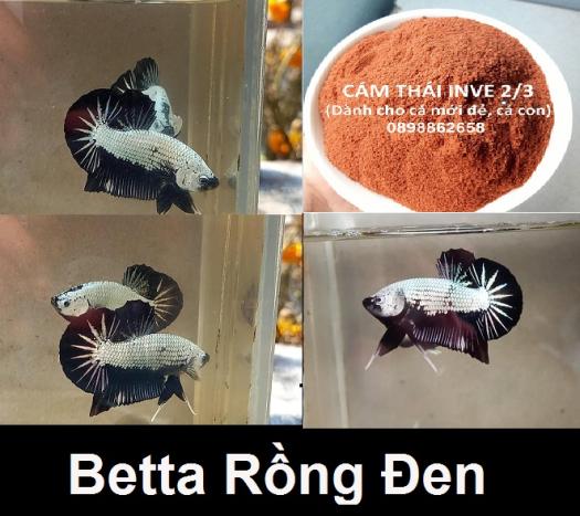 Thức ăn - Phụ kiện : 1 Betta Rồng đen - Bolt Unicolour Betta - Thức ăn cho cá | Pétshop.vn