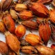 Quả dành dành khô. 