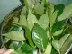 Combo 2 Cây Giống Trà Xanh - Chè Xanh - Sản phẩm uy tín chất lượng - mua ngay. 