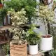 chậu Cây bàng cẩm thạch lá tim, đa tam phúc - cây cảnh bonsai để bàn. 