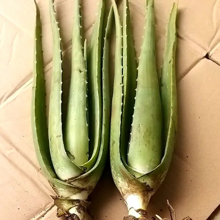 Cây Nha Đam Thái to