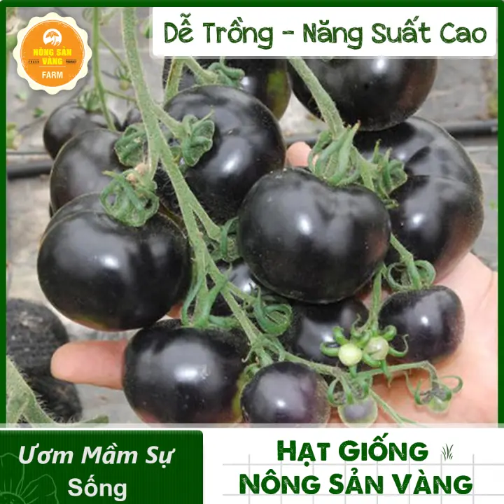 Hạt giống Cà Chua Bi Đen Giá Trị Dinh Dưỡng Cao, Dễ Trồng, Được Nhiều Người Ưa Chuộng (Gói 10 Hạt ) – Nông Sản Vàng