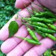 Cây giống ớt thóc (ớt xiêm rừng). 