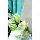 Trầu bà Epipremnum aureum ‘Marble Queen’ / trầu bà sữa. 