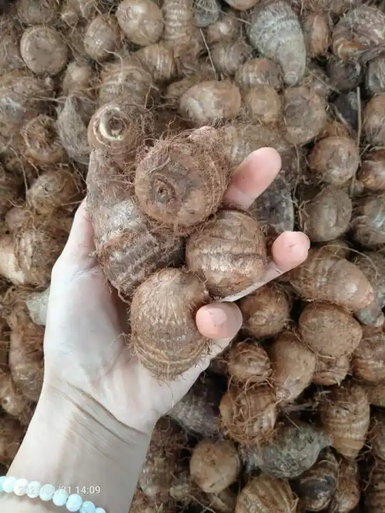 Khoai Môn Khoai S.ọ Tươi Đà Lạt Chuẩn - Ngon - Ngọt [ vidieo ảnh thật ]