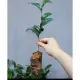 Combo 2 Cây Giống Trà Xanh - Chè Xanh - Sản phẩm uy tín chất lượng - mua ngay. 