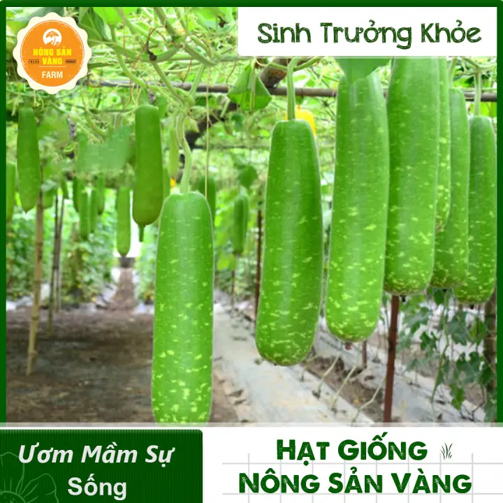 Hạt giống Bầu Dài, Trái Có Vị Ngọt Nhẹ, Ruột Trắng, Sinh Trưởng Mạnh, Trồng Quanh Năm (Gói 10 Hạt) – Nông Sản Vàng