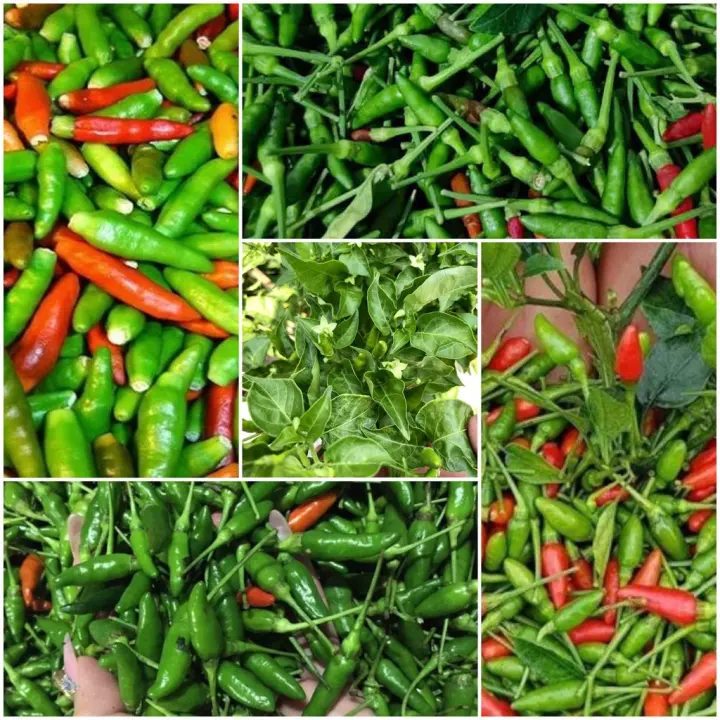 Cây giống ớt thóc (ớt xiêm rừng)
