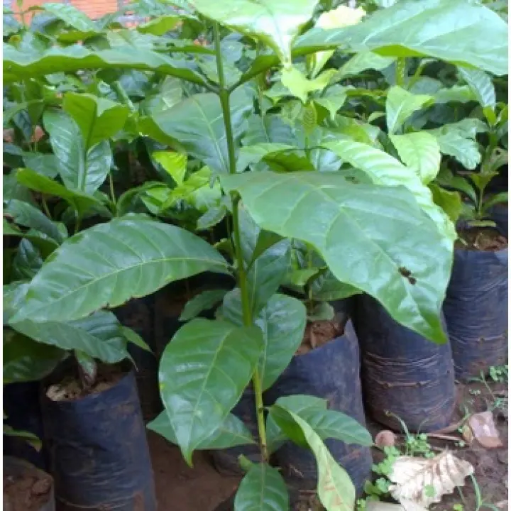 Cây giống Cà phê