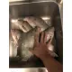 Mồi Câu Cá Ủ RÔ THIÊN MINH 250g Siêu Hot 2021 | 100% Nguyên liệu Việt - Vũ Môn Fishing. 