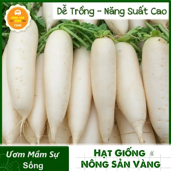 Hạt Giống Củ Cải Đường, Tỷ Lệ Nảy Mầm Cao, Sinh Trưởng Khỏe, Củ Cải Trắng Năng Suất Cao (Gói 20 gram) – Nông Sản Vàng