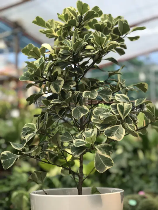 chậu Cây bàng cẩm thạch lá tim, đa tam phúc - cây cảnh bonsai để bàn