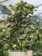 chậu Cây bàng cẩm thạch lá tim, đa tam phúc - cây cảnh bonsai để bàn. 