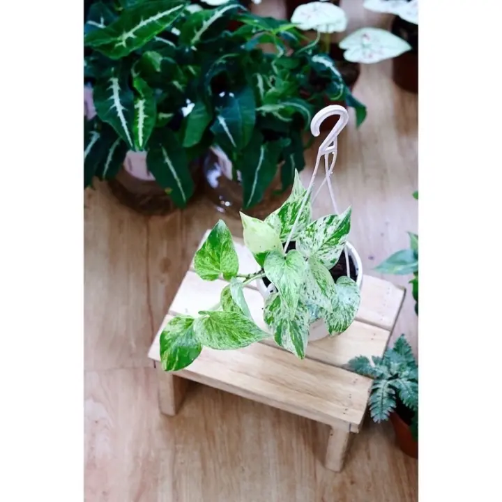 Trầu bà Epipremnum aureum ‘Marble Queen’ / trầu bà sữa
