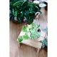 Trầu bà Epipremnum aureum ‘Marble Queen’ / trầu bà sữa. 