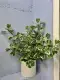 chậu Cây bàng cẩm thạch lá tim, đa tam phúc - cây cảnh bonsai để bàn. 