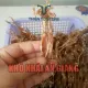 Khô nhái (vũ nữ chân dài) 300gr,thơm ngon bổ dưỡng , dùng để chế biến món ăn cơm hoặc dùng làm đồ nhậu. 