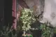 chậu Cây bàng cẩm thạch lá tim, đa tam phúc - cây cảnh bonsai để bàn. 