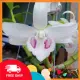 Lan phi điệp đột biến 5 CÁNH TRẮNG BẢO DUY. 