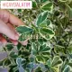 chậu Cây bàng cẩm thạch lá tim, đa tam phúc - cây cảnh bonsai để bàn. 